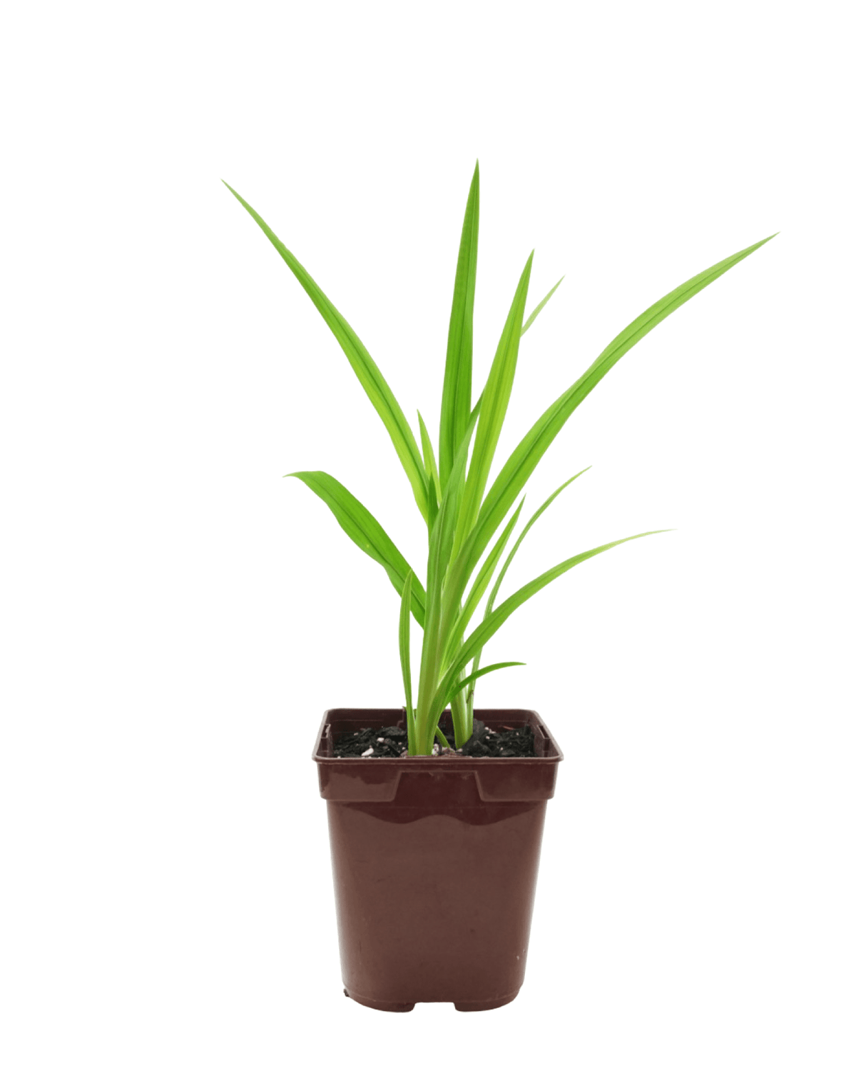 Crocosmia Nova® 'Gold Dragon' - Perennials
