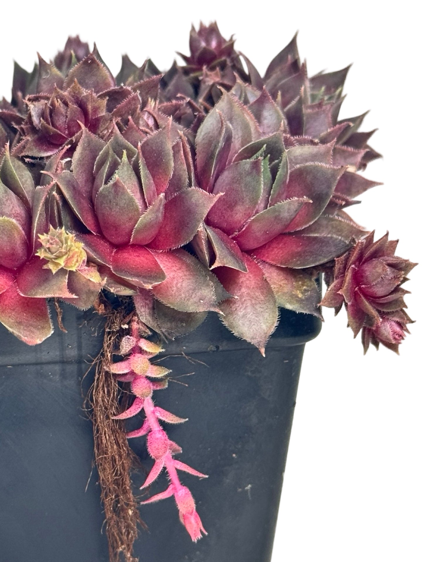 Sempervivum 'Silverine' - Groundcovers