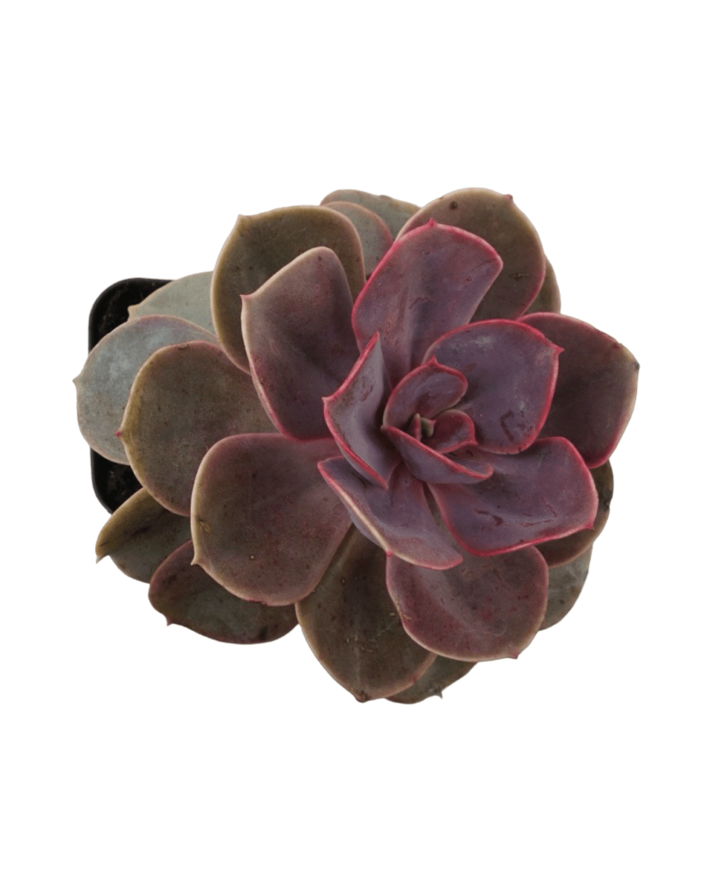 Echeveria 'Red Sky' - The Garden Corner