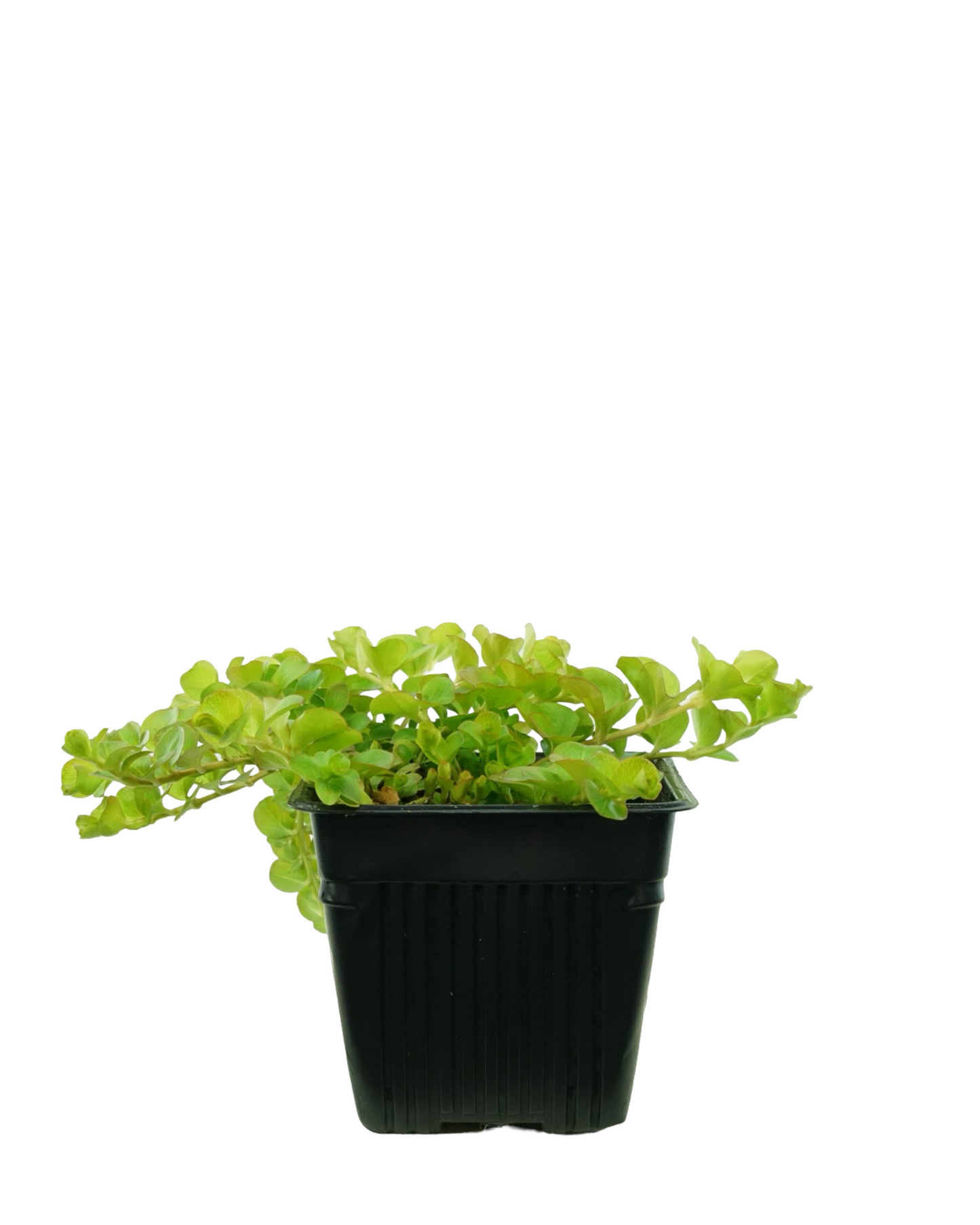 Lysimachia 'Aurea'