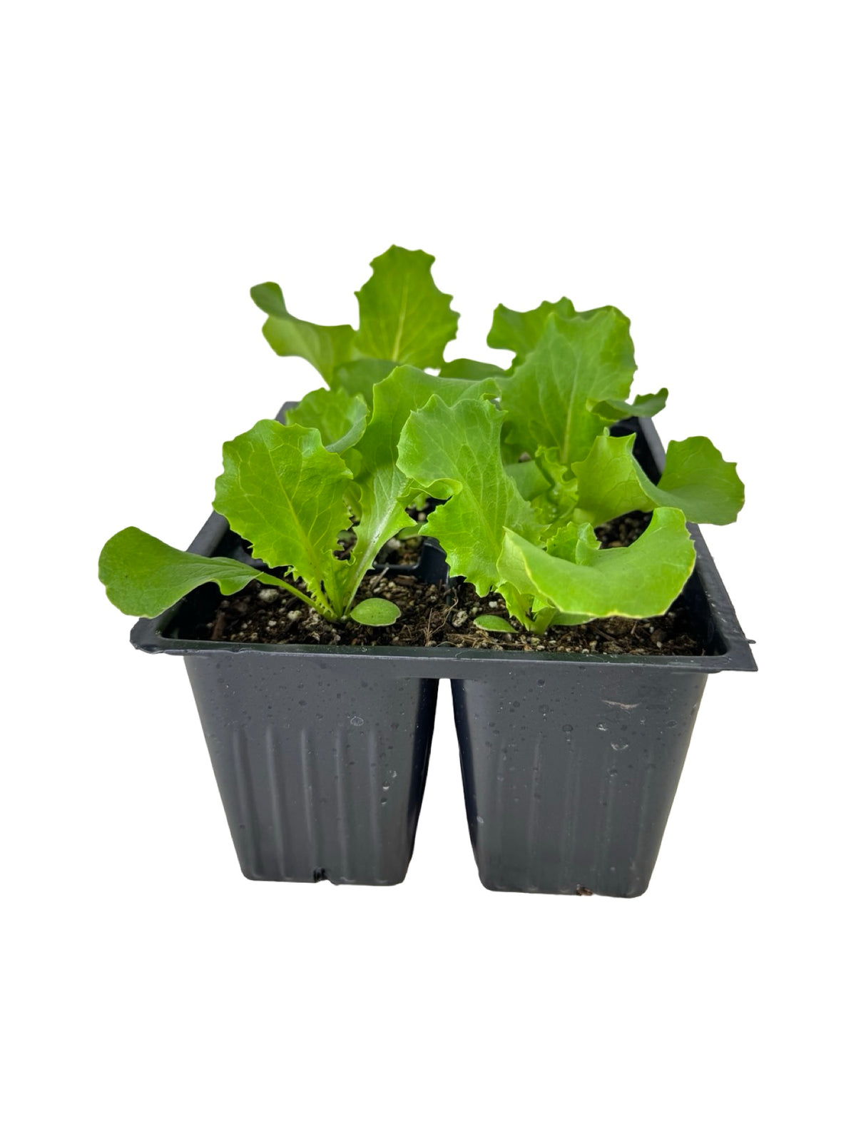 Lettuce 'Green Leaf' Organic - Herbs and Vegetables