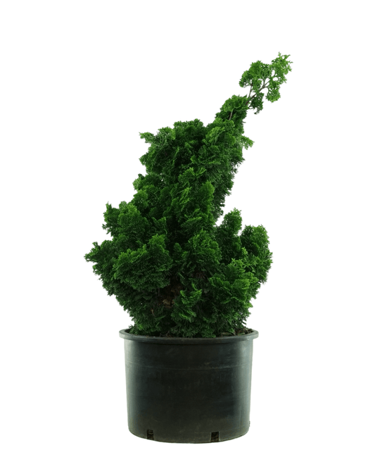 Chamaecyparis obtusa 'Nana Gracilis' - The Garden Corner