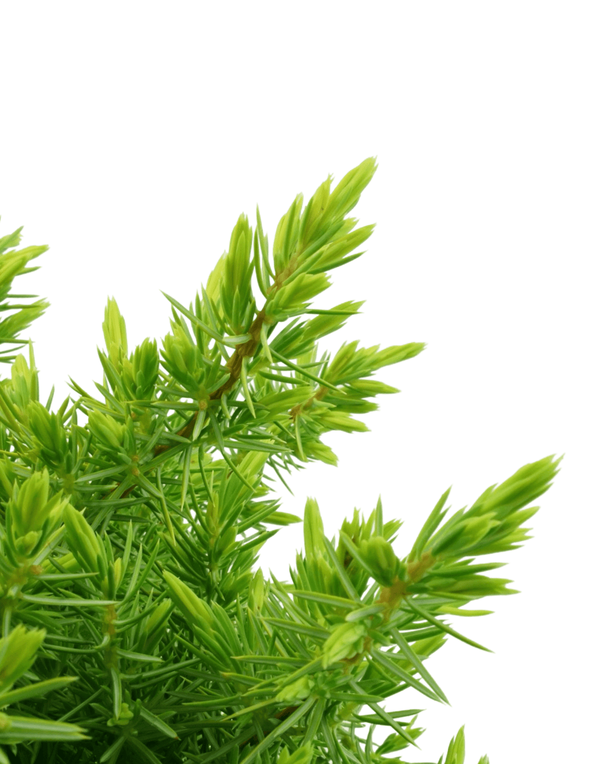 Juniperus conferta 'All Gold' - Shrubs