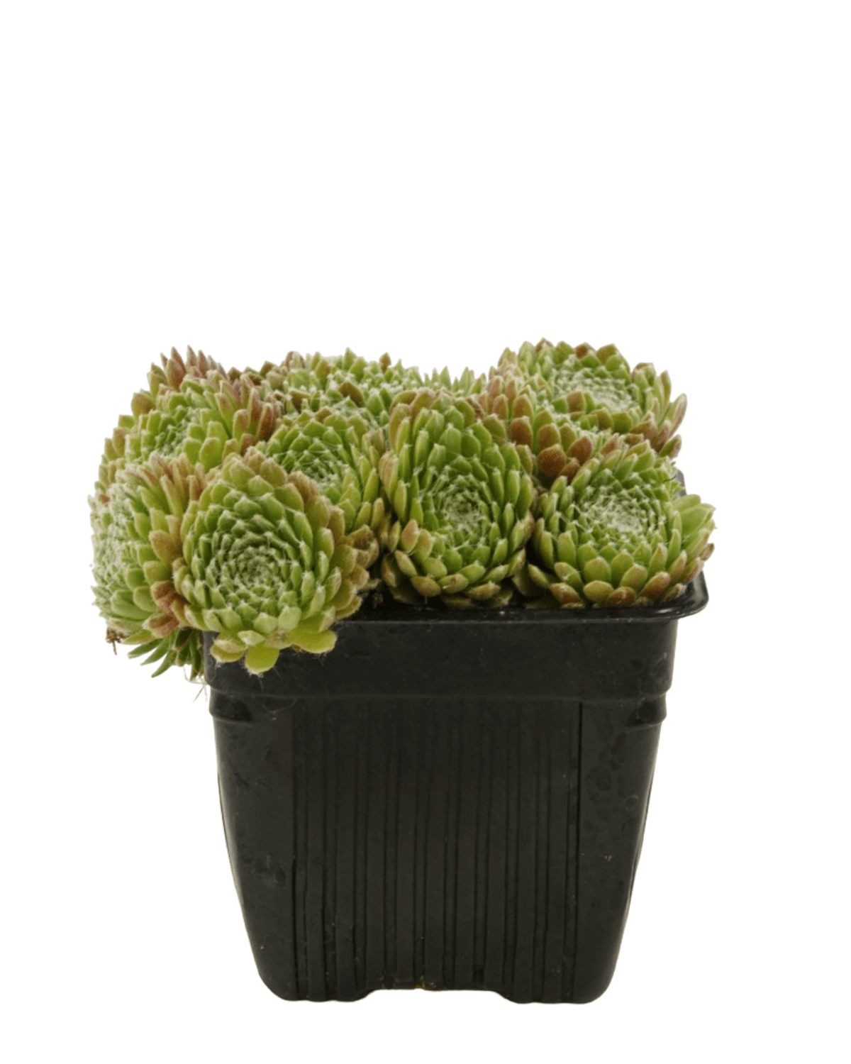 Sempervivum 'Mike' - Groundcovers