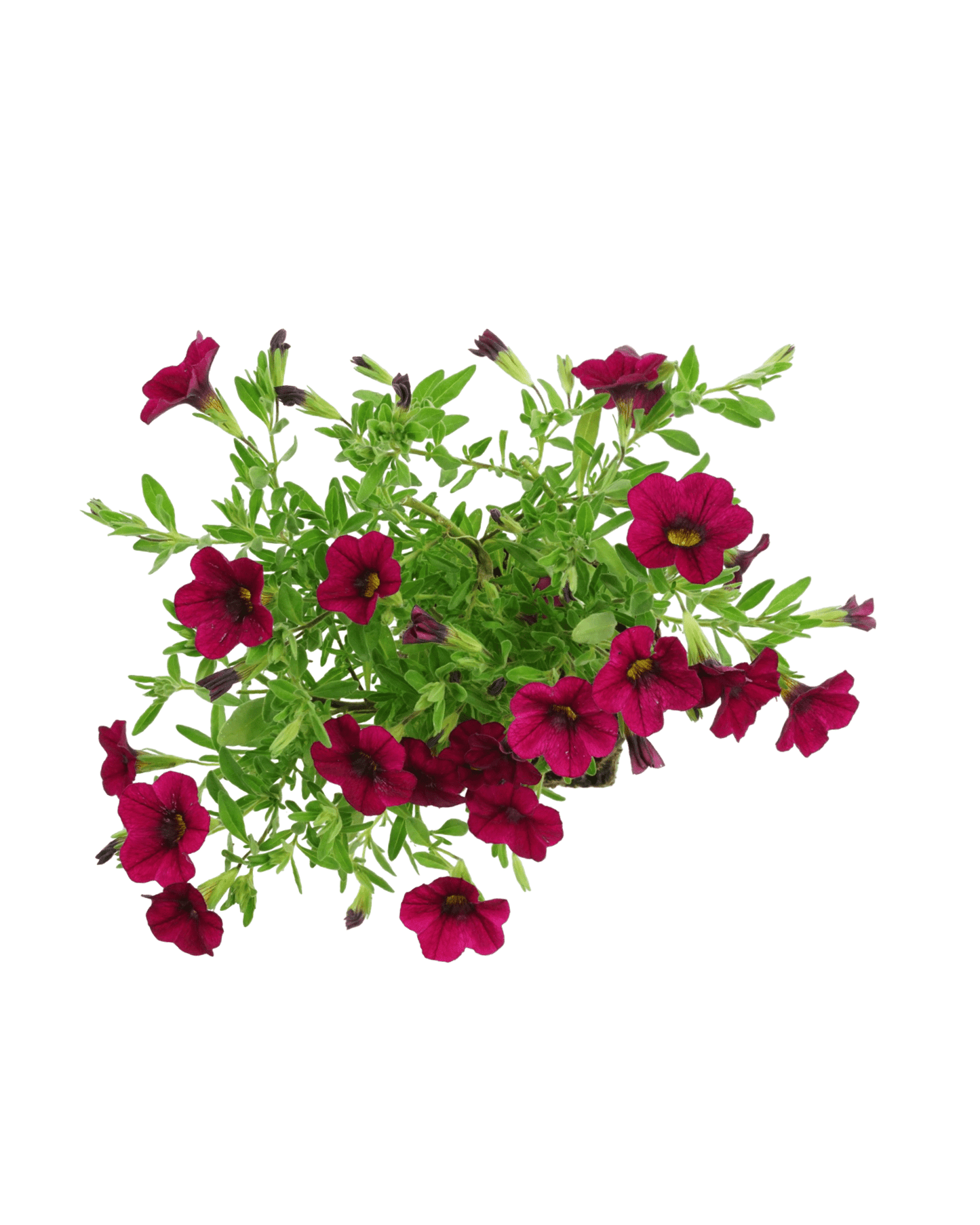 Calibrachoa 'Callie Burgundy' - The Garden Corner