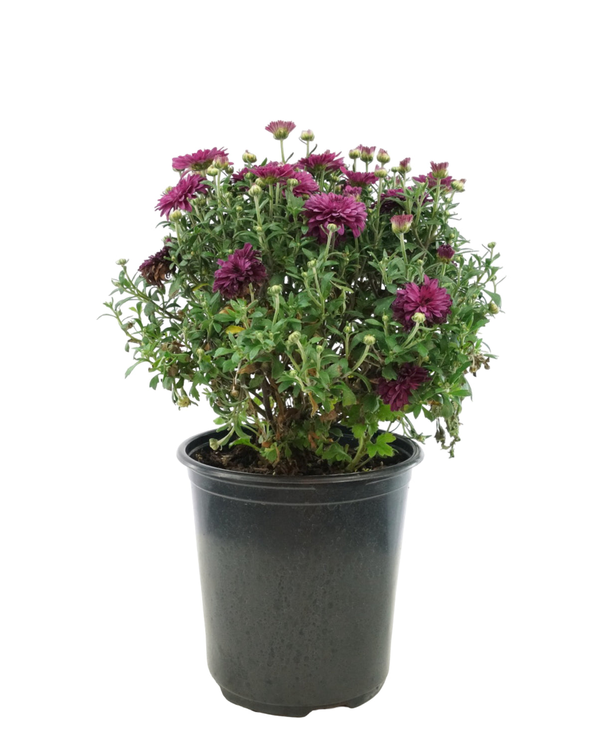Chrysanthemum 'Patty Purple' - Seasonal Plant