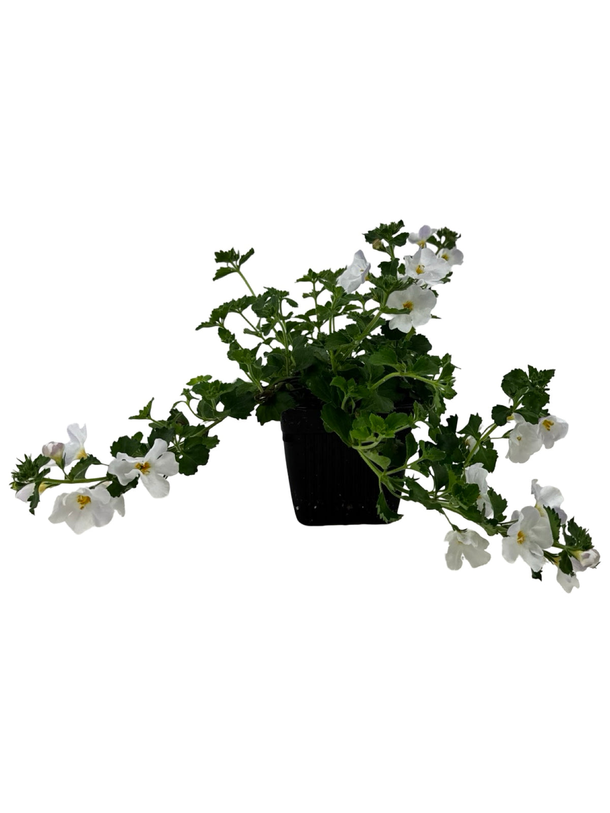 Bacopa 'Calypso Jumbo White' - Annuals
