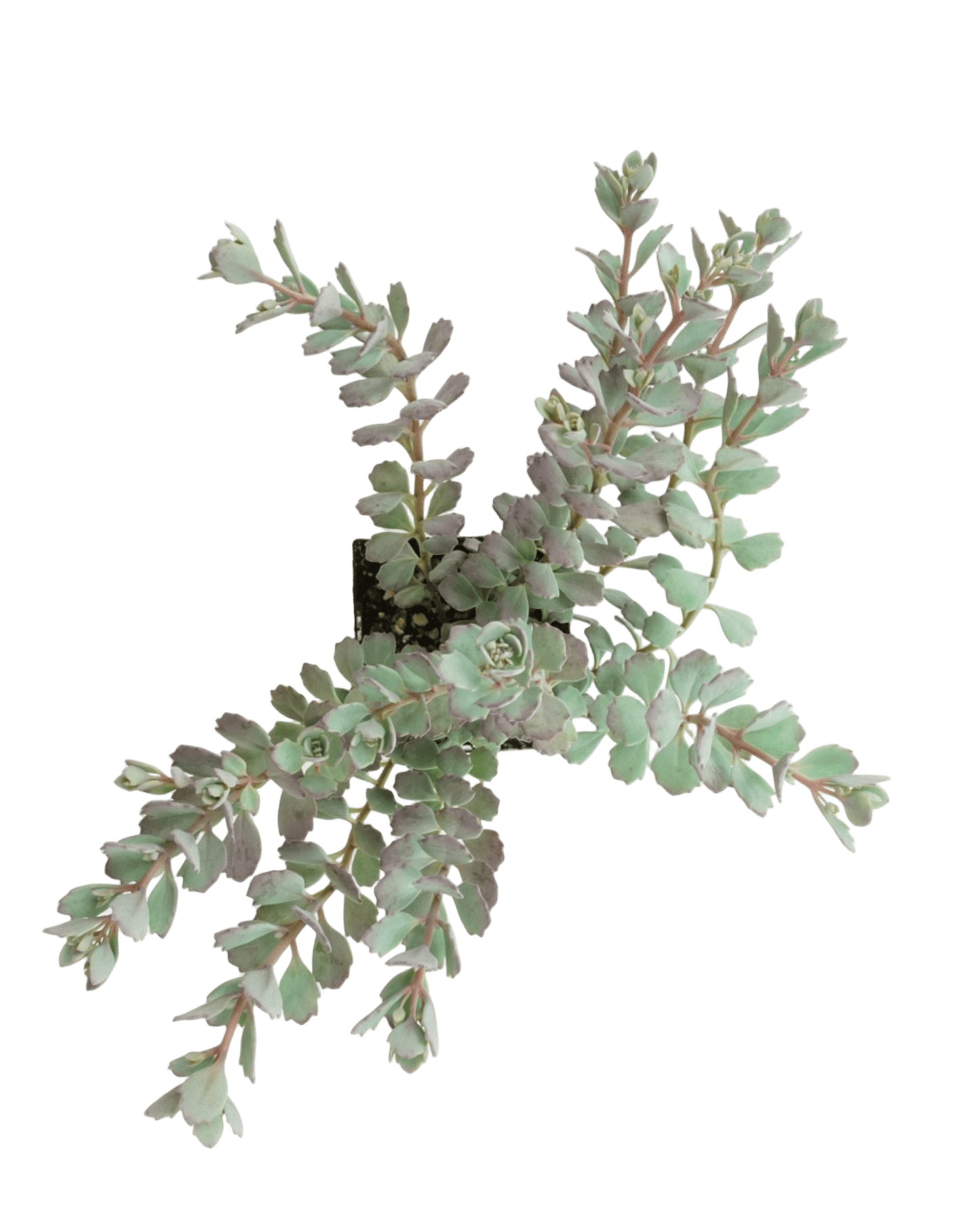 Sedum cauticola 'Coca Cola' - The Garden Corner