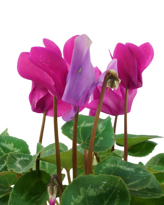 Cyclamen 'SuperSerie Allure Dark Violet'