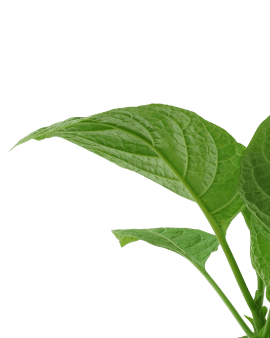 Brugmansia 'Betty Marshall' - The Garden Corner