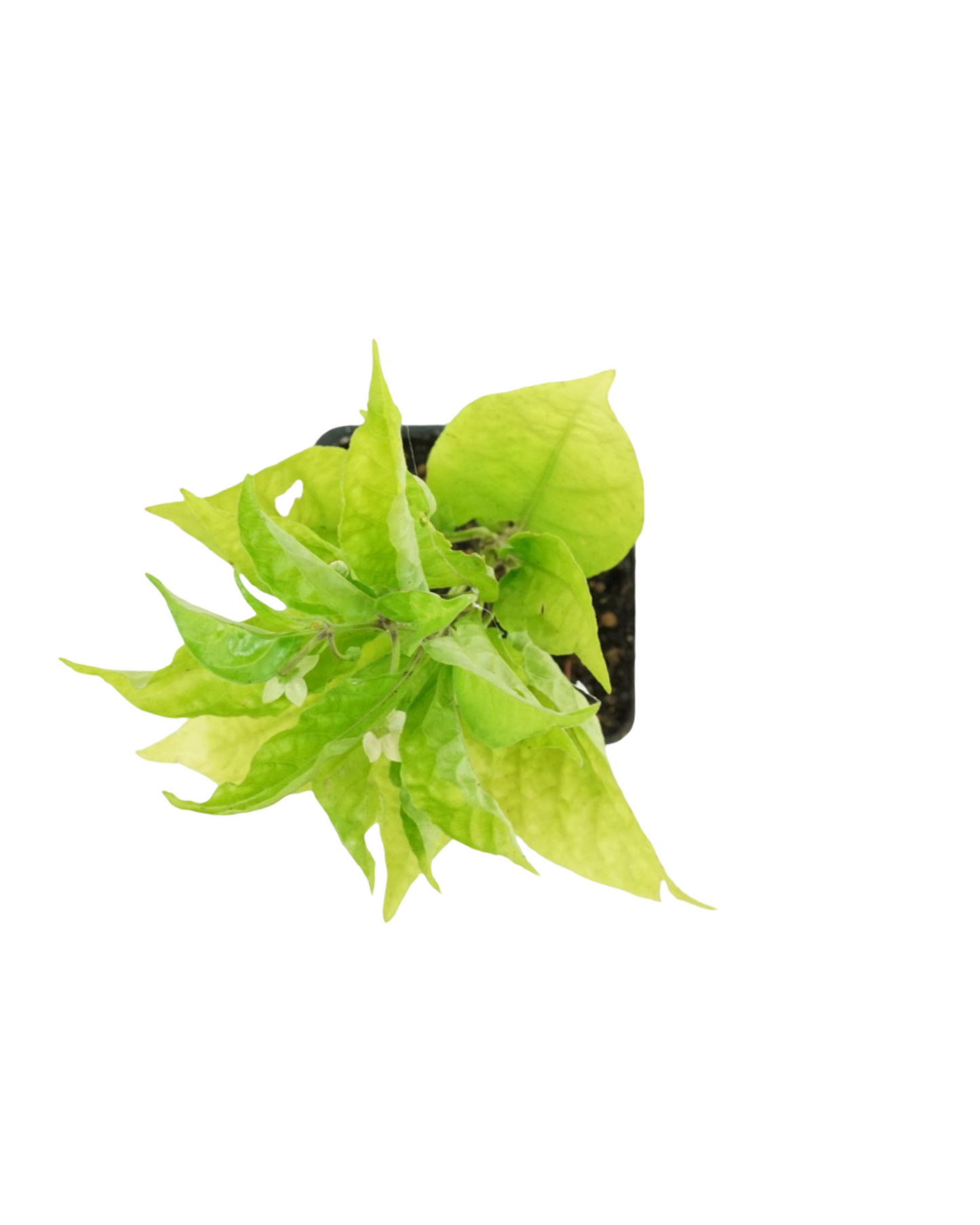 Pepper 'Carolina Reaper' - Herbs and Vegetables