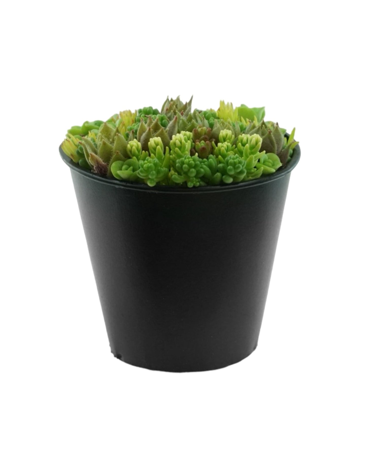 Magnetic Mini Planter - The Garden Corner