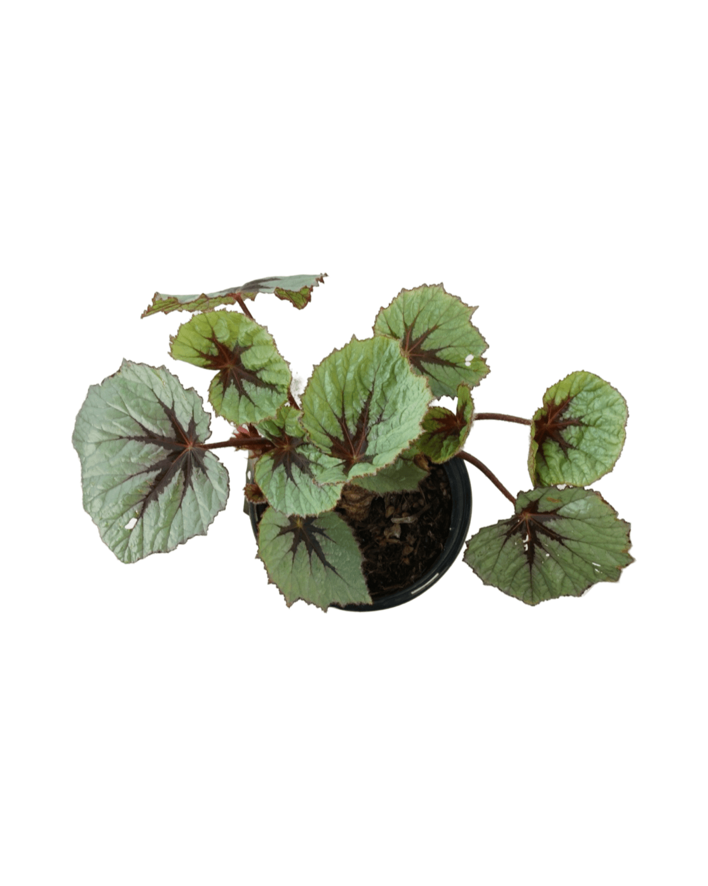 Begonia T - Rex® 'First Blush' - The Garden Corner