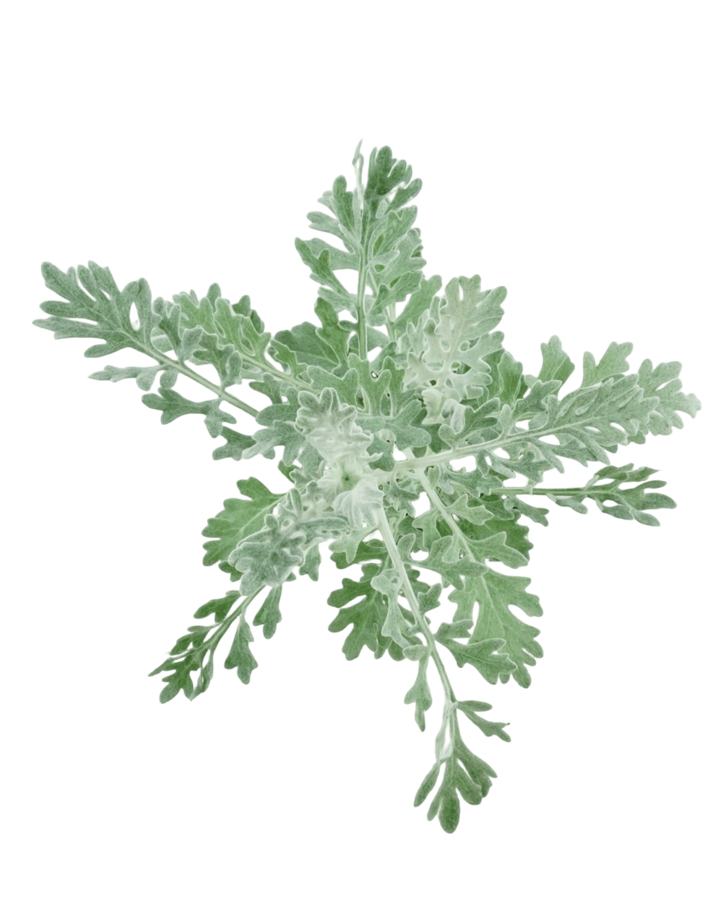 Senecio 'Silverdust' - The Garden Corner