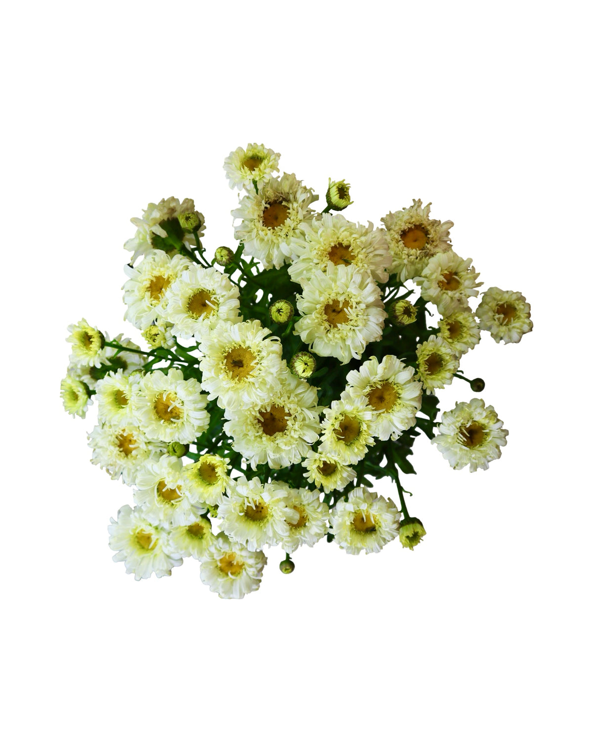 Leucanthemum 'Real Charmer' - Perennials