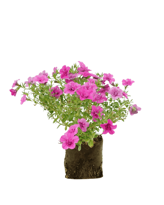 Calibrachoa 'Minifamous Double Pink' - The Garden Corner