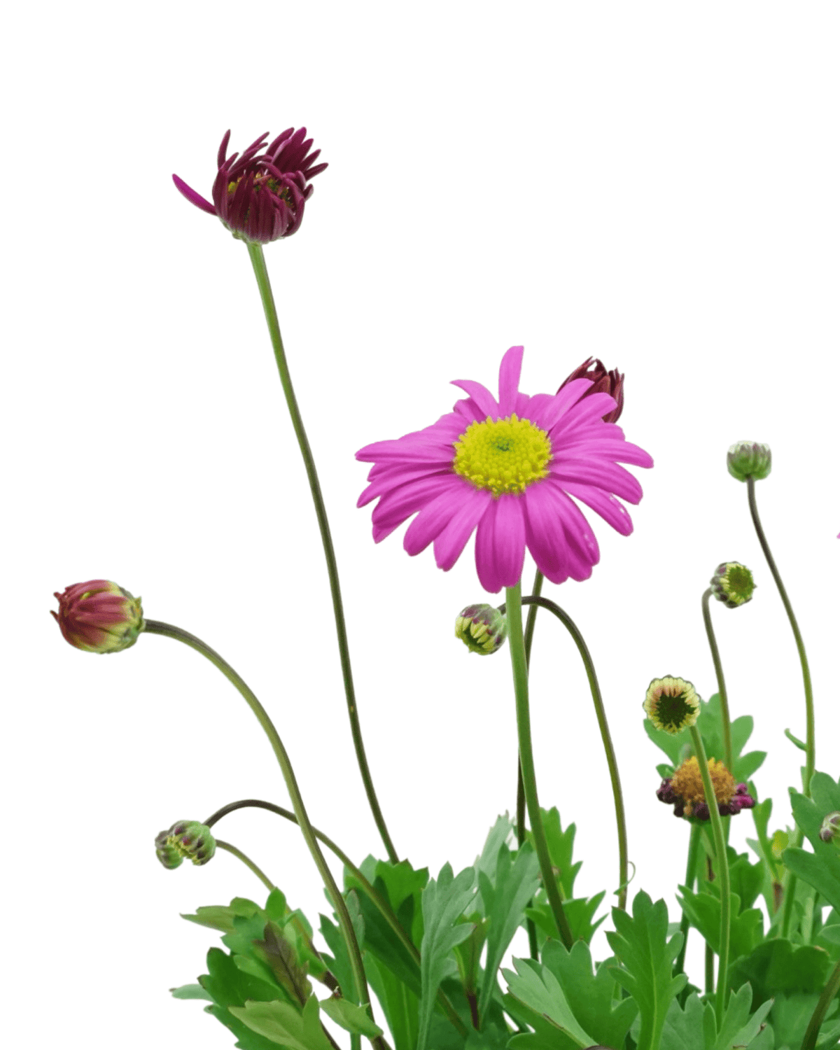 Brachyscome 'Fresco Candy' - Annuals