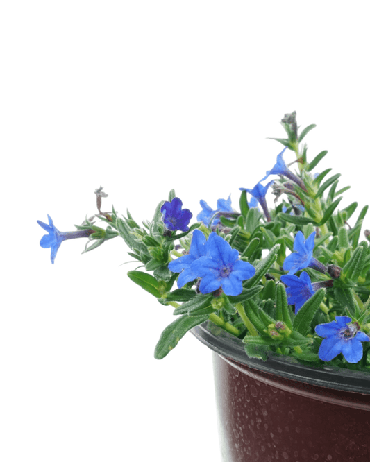 Lithodora diffusa 'Grace Ward' - The Garden Corner