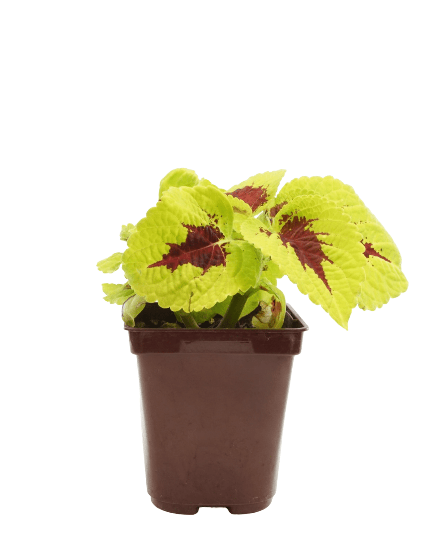 Coleus 'Kong Lime Sprite' - The Garden Corner