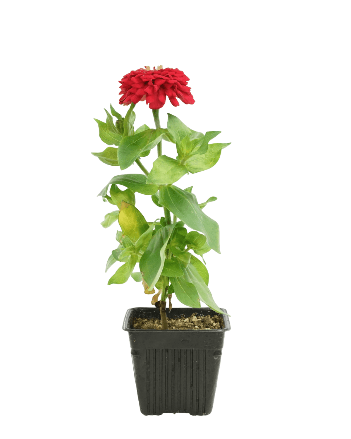 Zinnia Dreamland Mix - Annuals