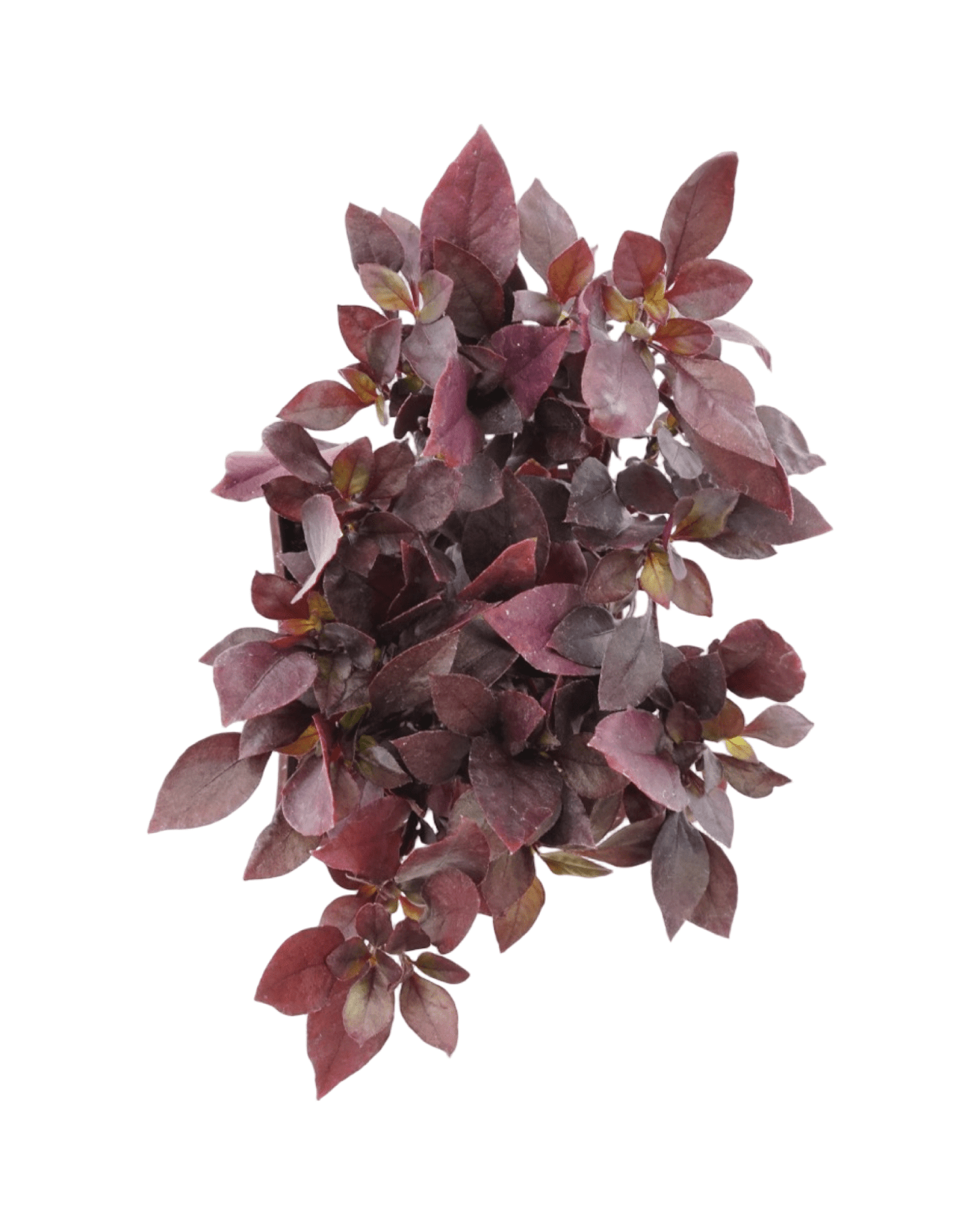 Alternanthera 'Purple Prince' - The Garden Corner