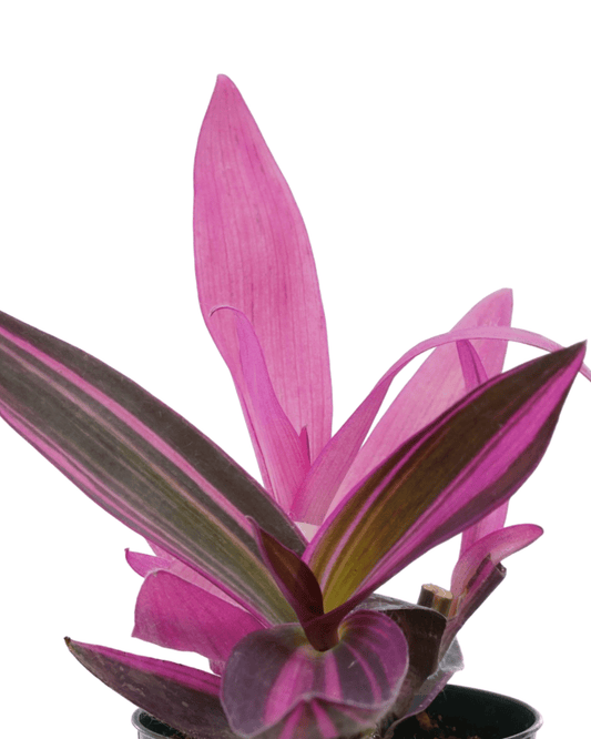 Setcreasea variegata - The Garden Corner