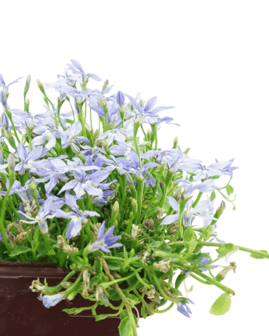 Pratia pedunculata 'Celestial Spice' - The Garden Corner