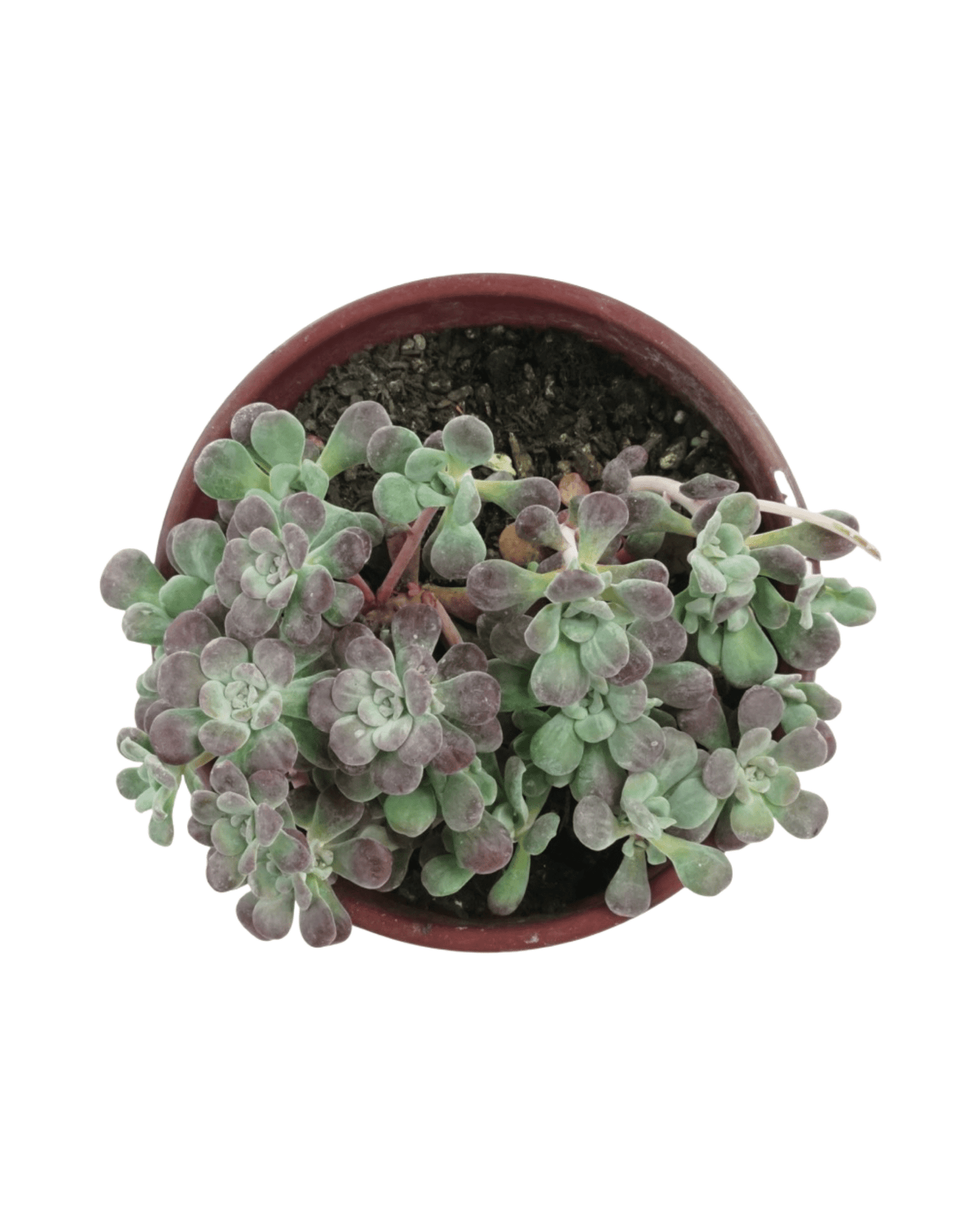 Sedum spathulifolium 'Purpureum' - The Garden Corner