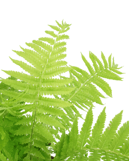 Matteuccia struthiopteris - The Garden Corner