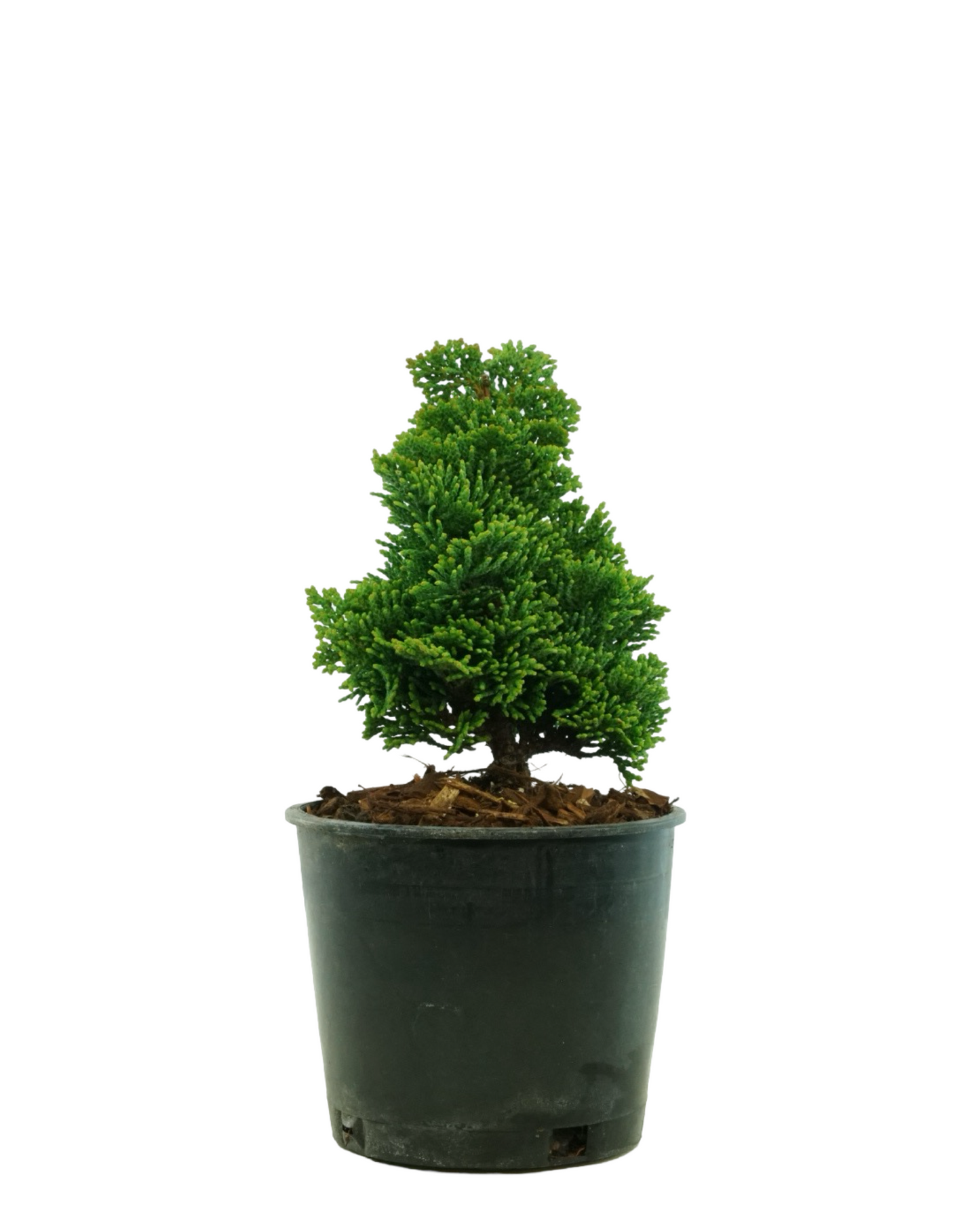 Chamaecyparis obtusa 'Thoweil'