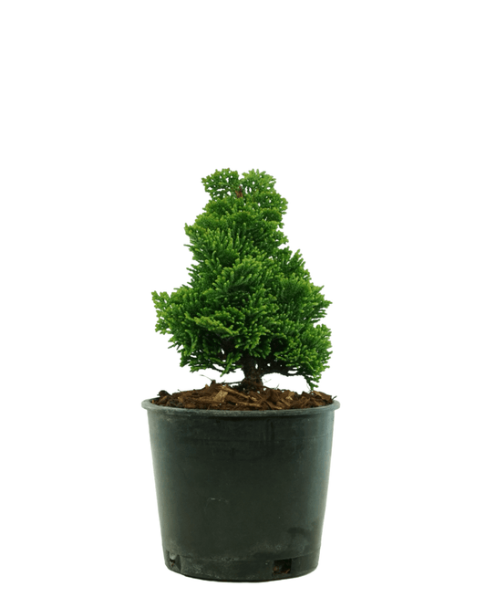 Chamaecyparis obtusa 'Thoweil' - The Garden Corner