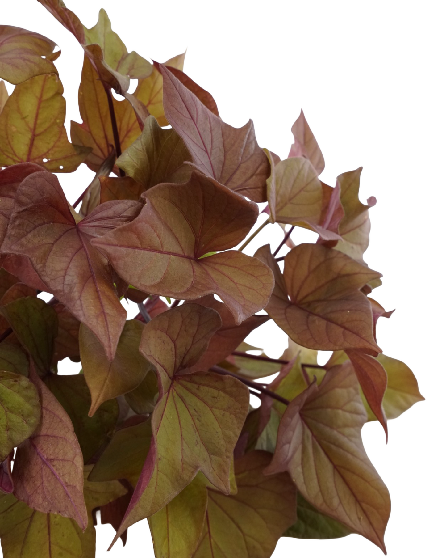 Ipomoea 'Sidekick Bronze Heart'