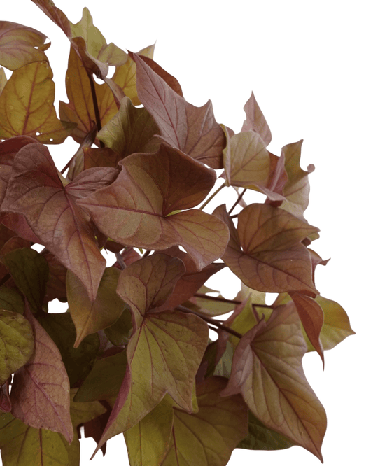 Ipomoea 'Sidekick Bronze Heart' - The Garden Corner
