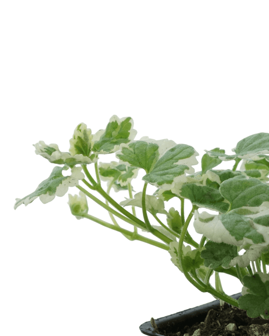 Glechoma hederacea 'Variegata' - The Garden Corner