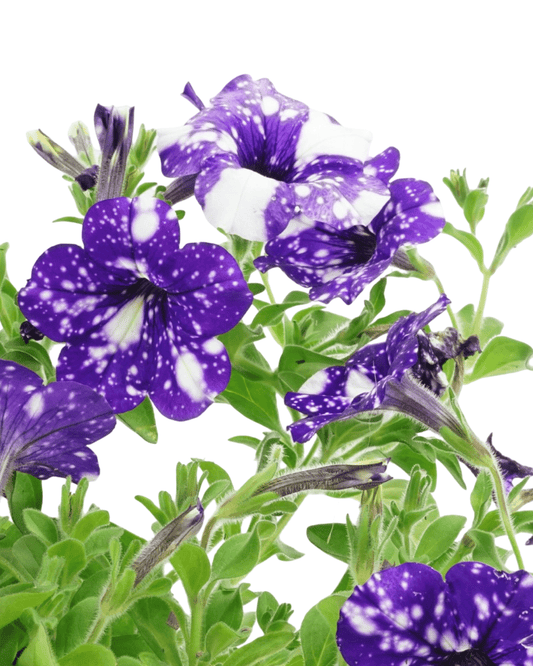 Petunia 'Headliner Night Sky' - The Garden Corner