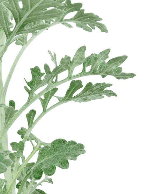 Senecio 'Silverdust' - The Garden Corner