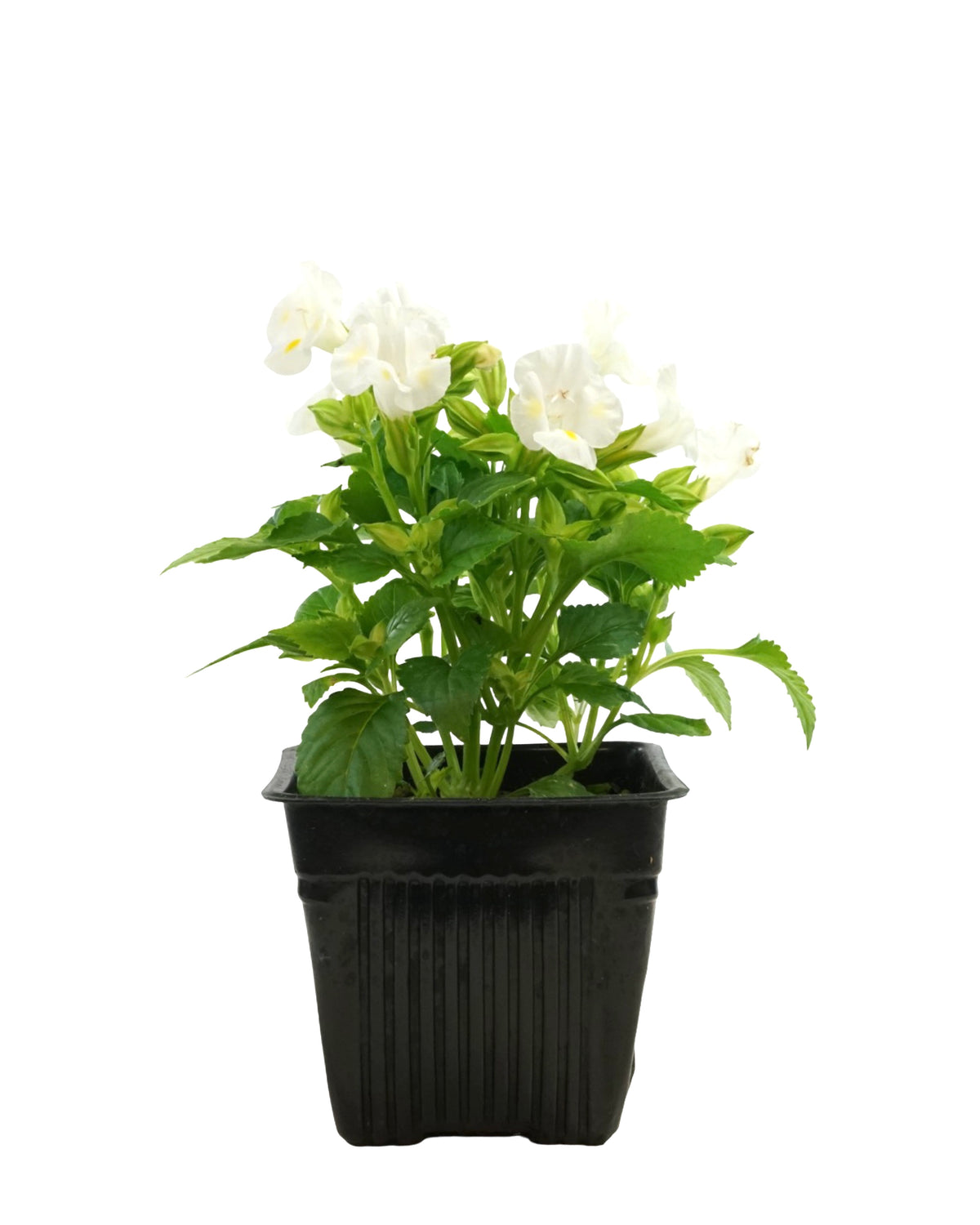 Torenia Hi-Lite Mix - Annuals