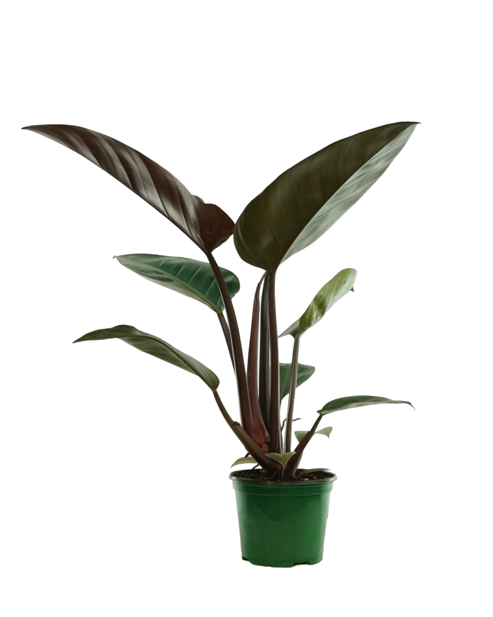 philodendron red emerald vs rojo congo Philodendron 'Rojo Congo' – The Garden Corner
