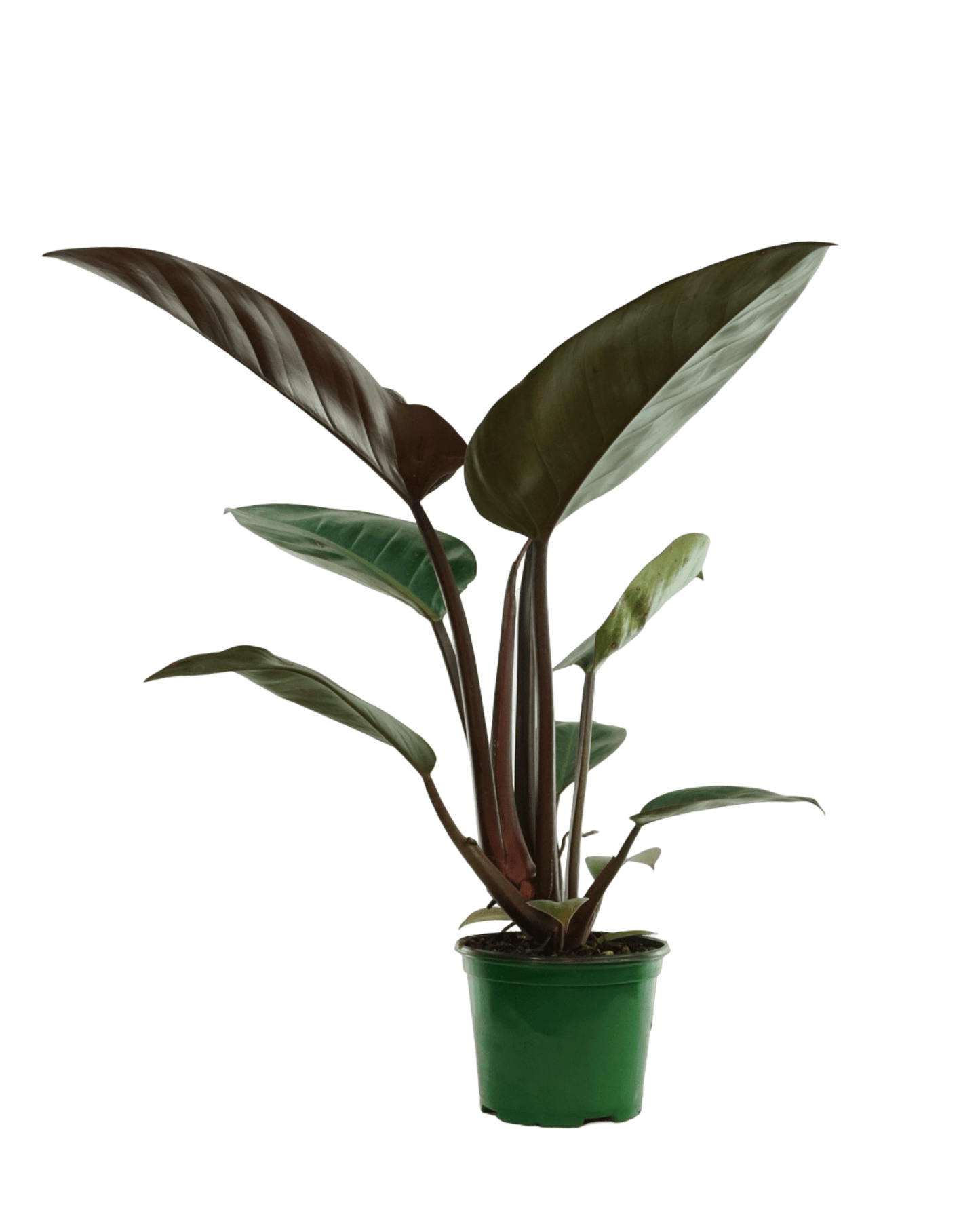 Philodendron 'Rojo Congo' - The Garden Corner