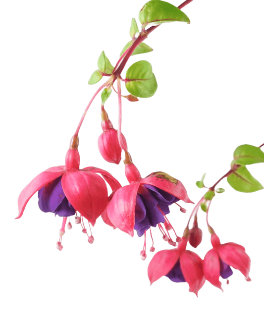 Fuchsia 'Dark Eyes' - The Garden Corner