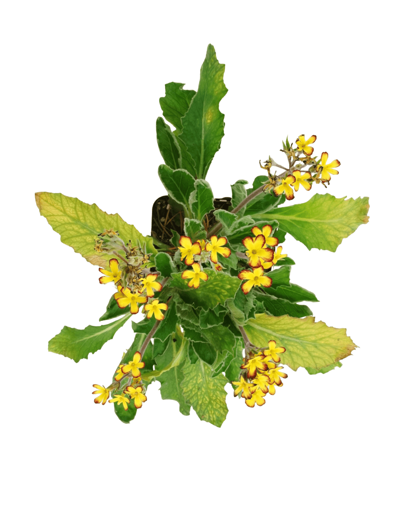 Primula 'Oakleaf Yellow Picotee' - The Garden Corner