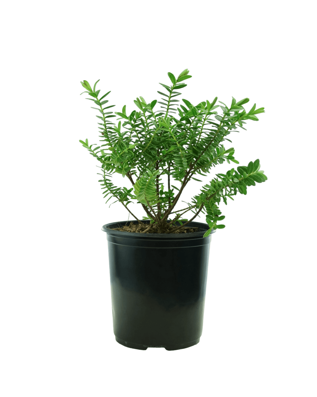 Hebe x 'Milkyway' - Perennials