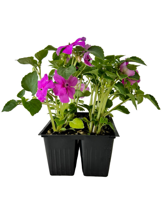 Impatiens Beacon 'Blue Pearl' - Annuals