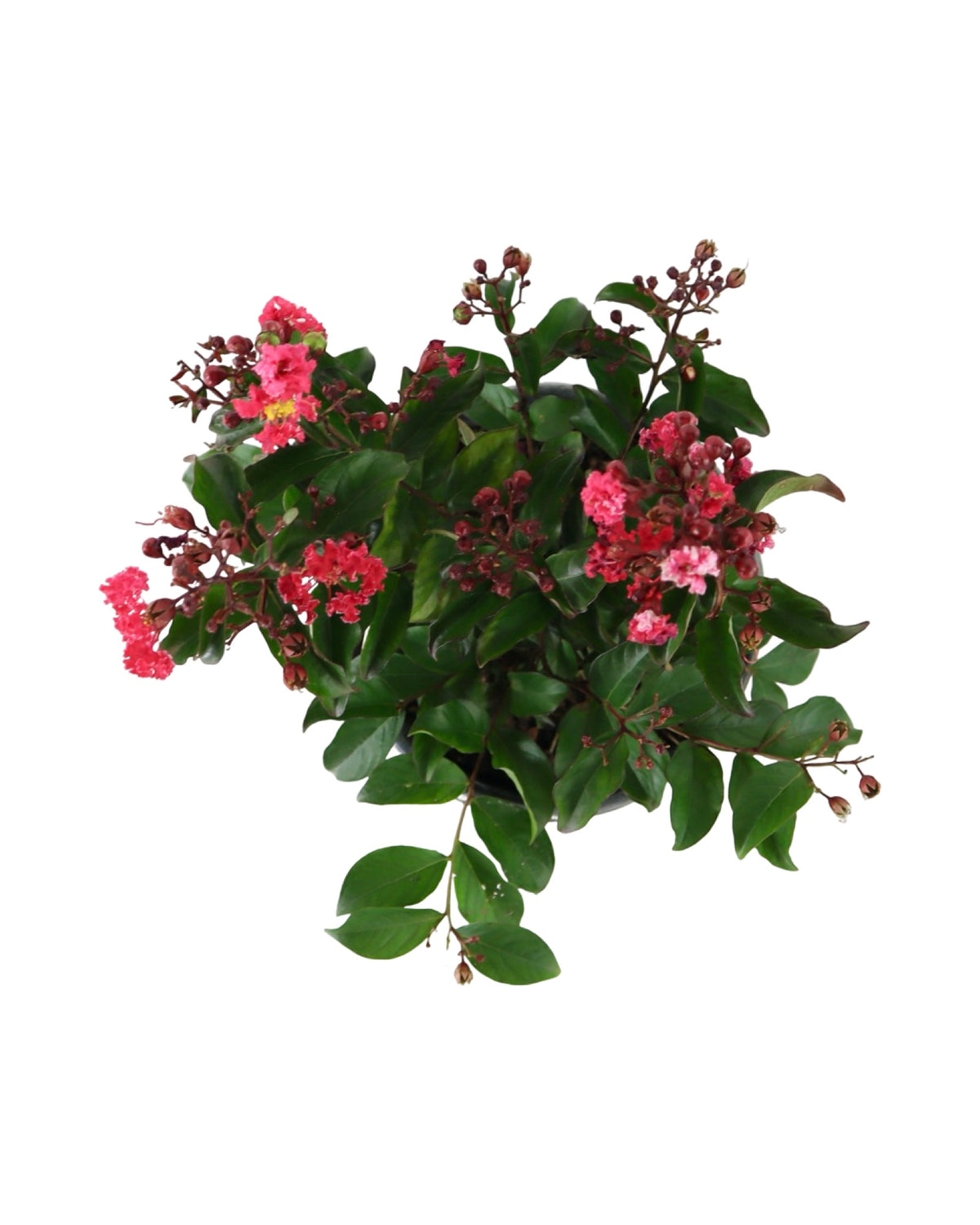 Lagerstroemia Bellini® Cherry - Shrubs
