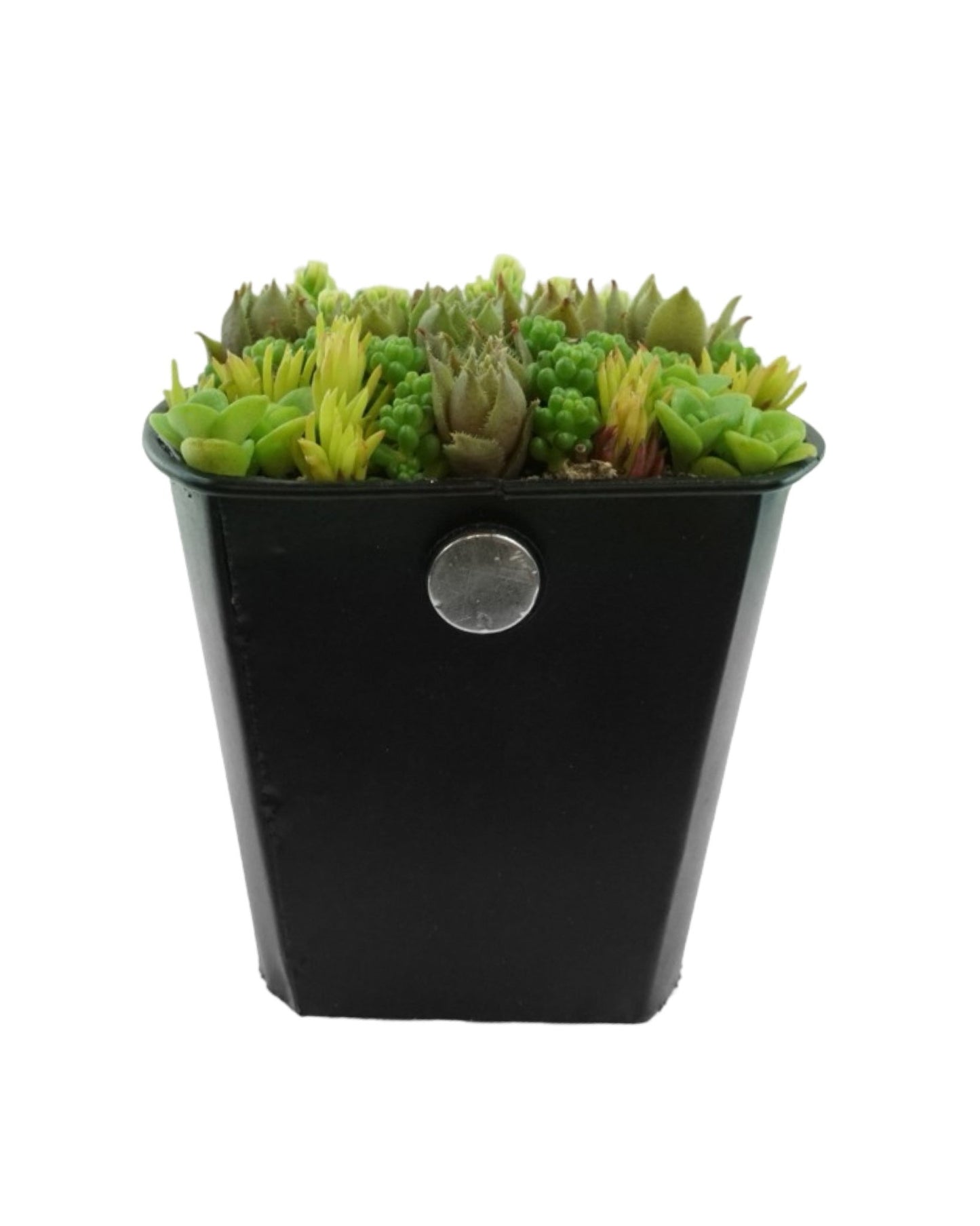 Magnetic Mini Planter - The Garden Corner