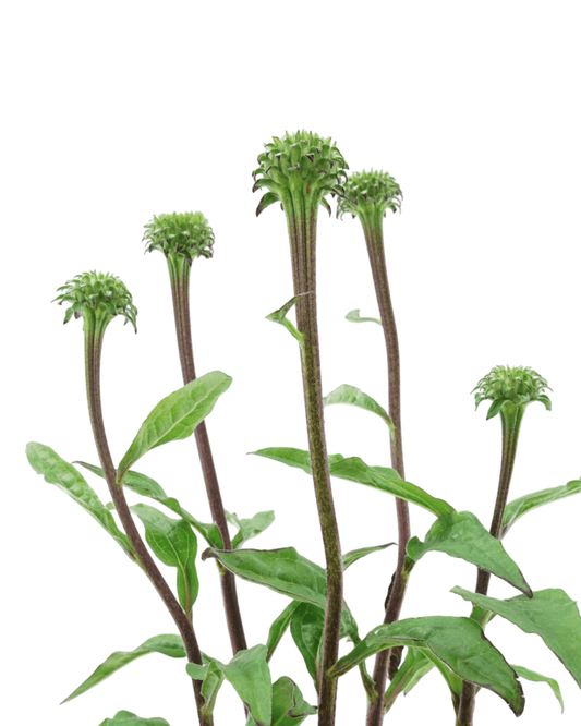 Echinacea 'Sweet Sandia' - The Garden Corner
