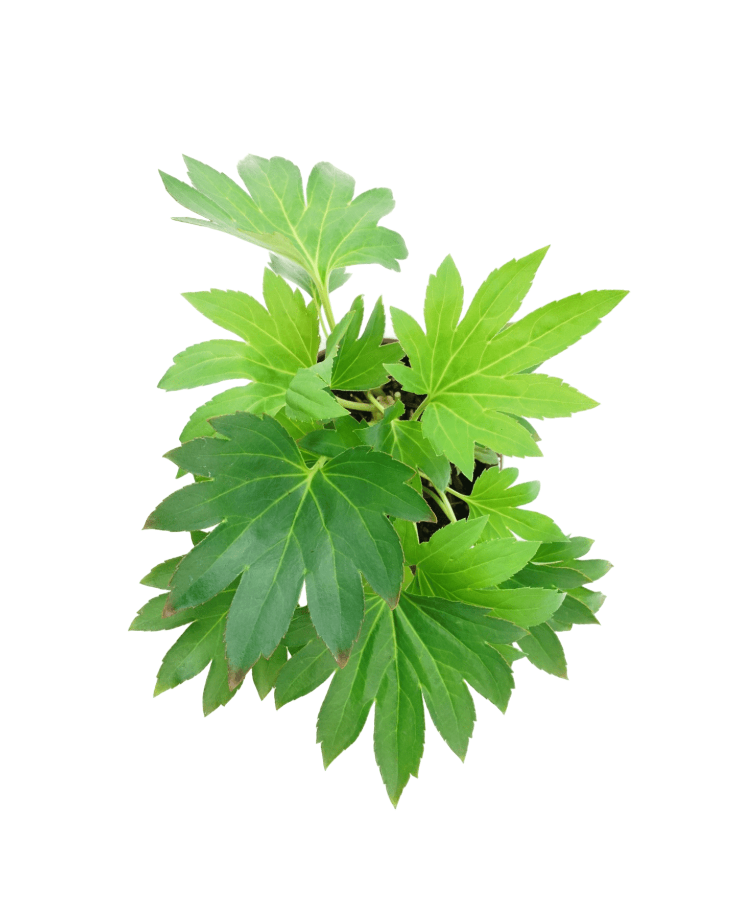 Mukdenia rossii 'Karasuba' - The Garden Corner