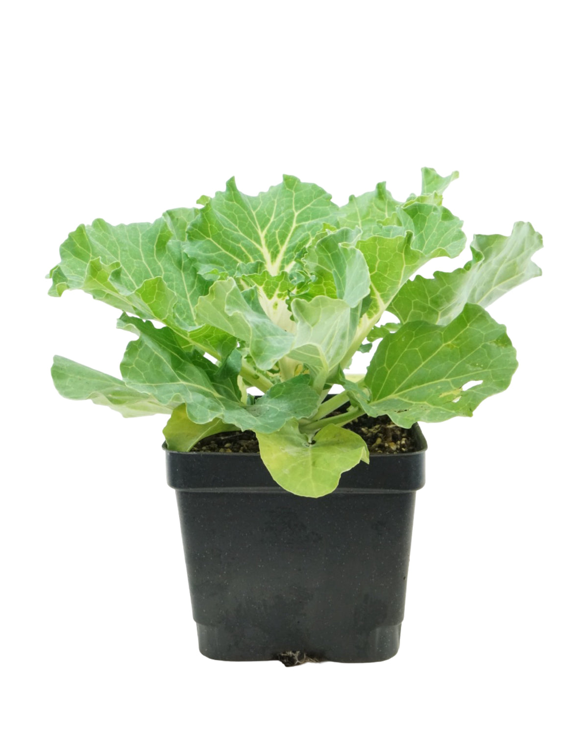 Cabbage 'Osaka IQ White' - Seasonal Plant