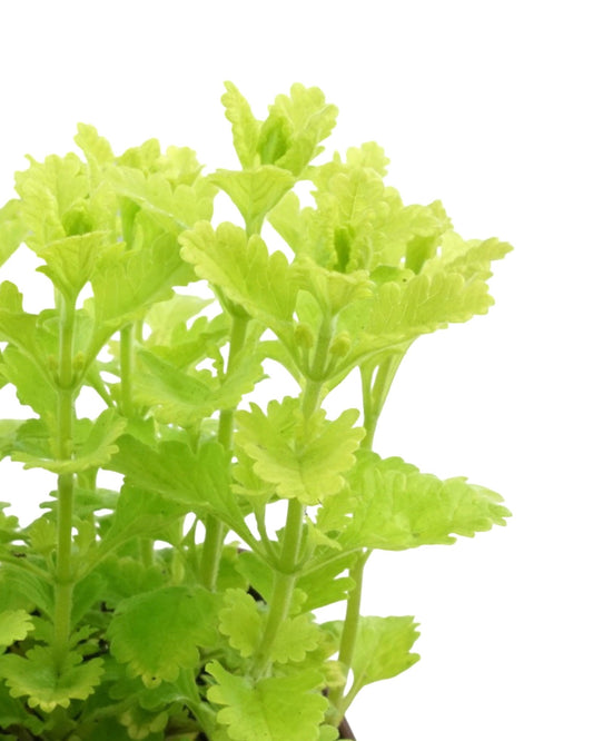 Teucrium chamaedrys 'Summer Sunshine' - The Garden Corner