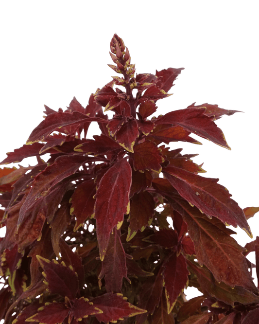 Coleus 'Flame Thrower Habanero' - The Garden Corner